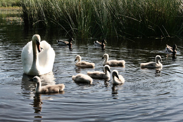A view of a Mute Swan on the water