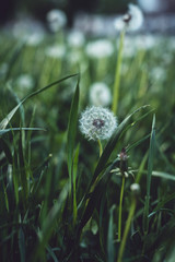 Dandelion close up. Big fluffy dandelion on a green grass background 