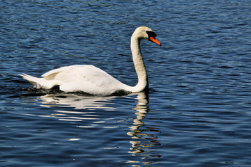 A view of a Mute Swan