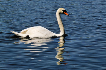 Naklejka premium A view of a Mute Swan