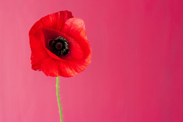 elegant single red poppy on red pink background