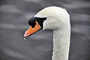 A view of a Mute Swan on the water