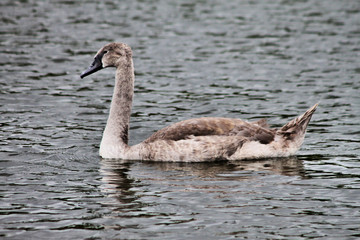 A view of a Mute Swan on the water