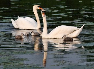 A view of a Mute Swan on the water