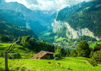 Fototapeta na wymiar Sheep grazing on a mountain hillside, Lauterbrunnen valley and village of Laturbrennen, Switzerland in the background.