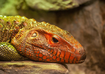 zoo portret jaszczura