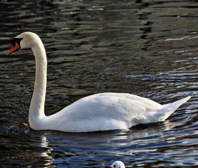 A view of a Mute Swan