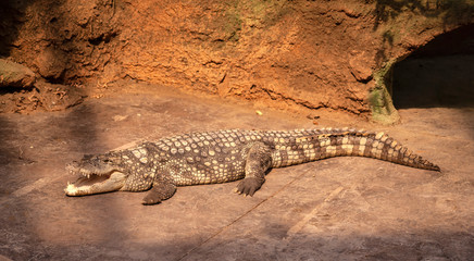 zoo krokodyl