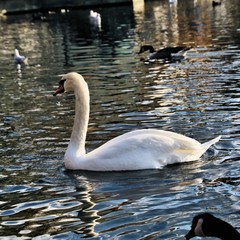 A view of a Mute Swan