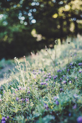 Sunset field with grass and flowers. Sunset soft light. Warm background 