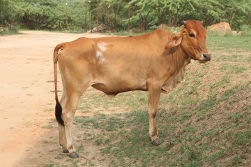 Cow in the field