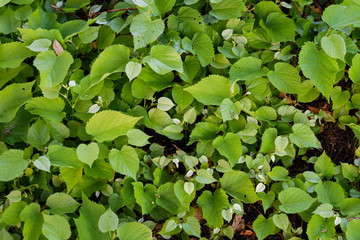 green leaves background