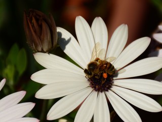 Obraz premium Abeja sobre margarita blanca con centro morado