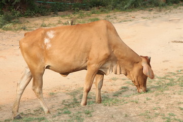 Cow in the field