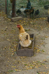 Happy chicken in the ecological farm