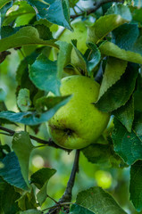 Green apple in the tree