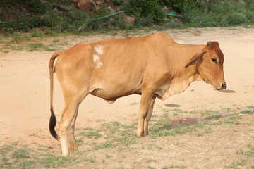 Fototapeta premium Cow in the field