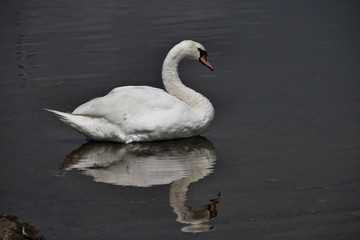 A view of a Mute Swan