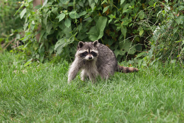 Little raccoon plays in summer on green grass