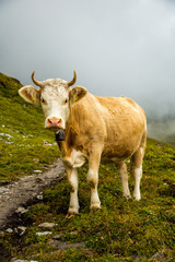 Fototapeta na wymiar A Brown Swiss cow grazing along the Eiger trail in the Alps mountains above Lauterbrunnen, Switzerland.