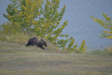 Grizzly Bär ; Montana/ USA