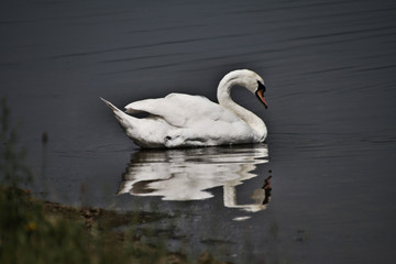 A view of a Mute Swan