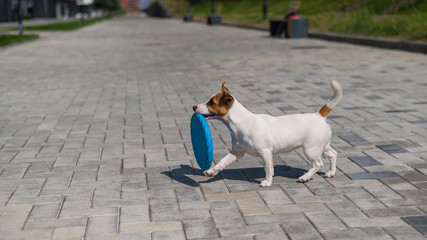 Funny Jack Russell Terrier plays with a blue flying plastic disc outdoors. An active, playful...