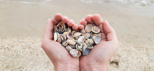 female hands hold seashells on the beach