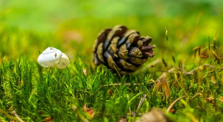 Natura... Woda.. Las... © Piotr