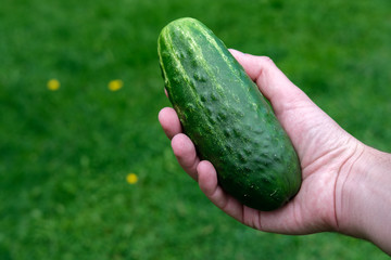 A young man holds in his hand a large overgrown cucumber against the backdrop of a lawn with green grass.
