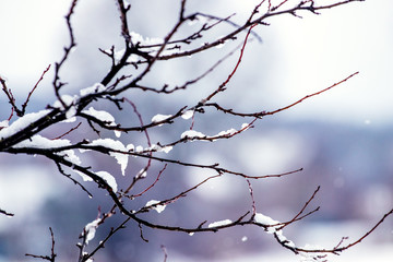 Snow-covered tree branch on a blurred background