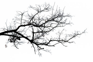 Black silhouette of a branch tree on a light background
