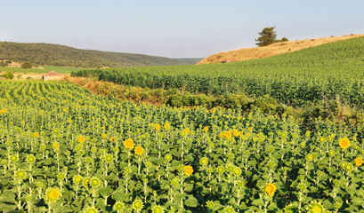 Fototapeta na wymiar Sunflower fields near Soria, Spain