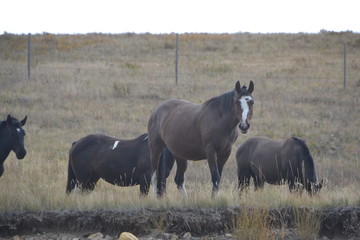 Pferde in Montana/ USA