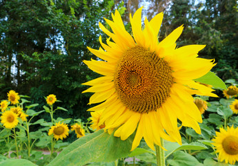 Beautifully blooming yellow sunflowers full of seeds in the field, rural landscape on a sunny summer day