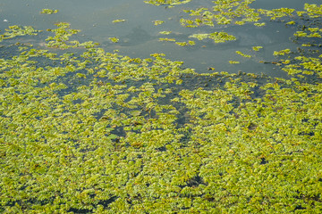 Unblown plants of young water lilies on water 