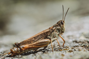 grasshopper on the ground