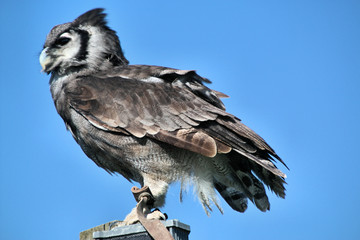 A view of an Owl