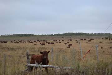 Rinder/Kühe in Montana/ USA