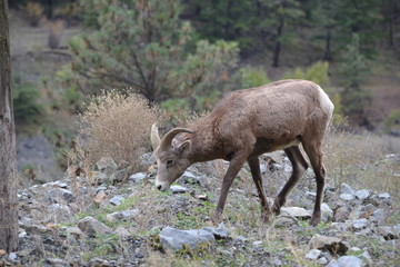 Widder/Hornsheep in British Columbia/ Canada