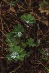 green leaves on the ground