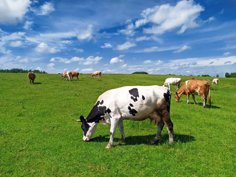 cow grazes on a field in summer