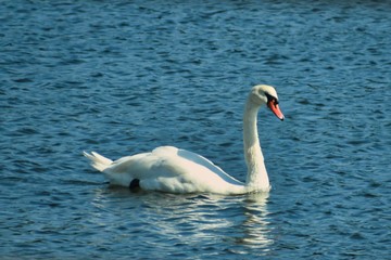 swan on the water