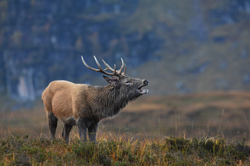 Stag in the Rut