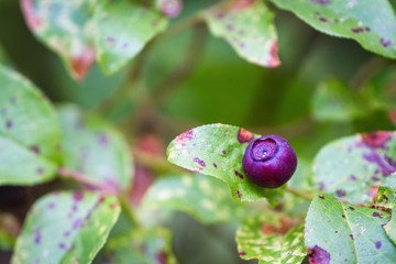 fresh delicious huckleberry