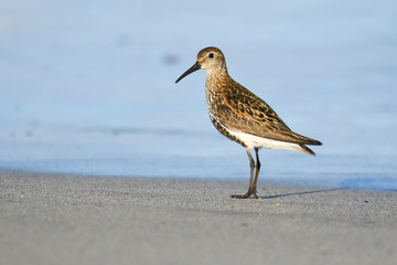 Dunlin on the Shore