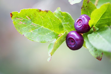 Fresh ripe huckleberries