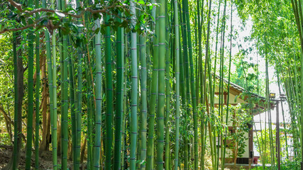 Tall Bamboo trees in Historic Kyoto city Japan.
