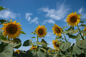 yellow sunflowers in  field on  sunny summer day