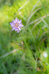 Blume mit roten Blattläusen